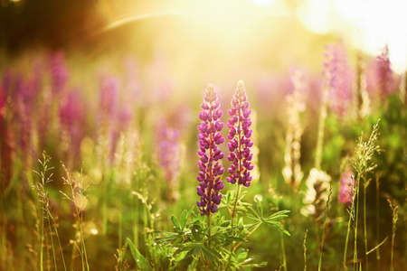 The Beautiful flowers a lupins in nature.の写真素材