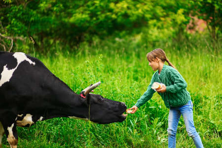 Children playing with a cow in the village.の写真素材