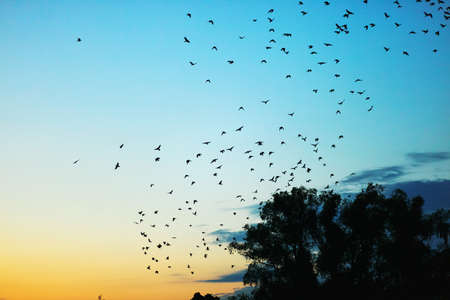 The flock of crows fly over a tree.の写真素材