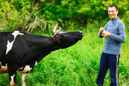 Man feeding a cow with bread in the village.の写真素材