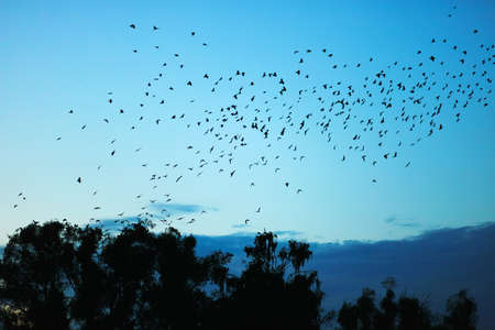 The flock of crows fly over a tree.の写真素材