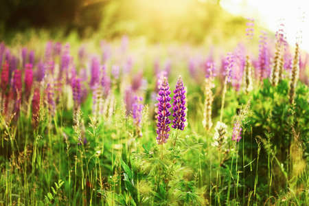 The Beautiful flowers a lupins in nature.の写真素材