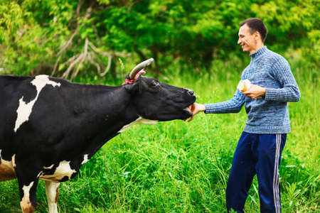 Man feeding a cow with bread in the village.の写真素材