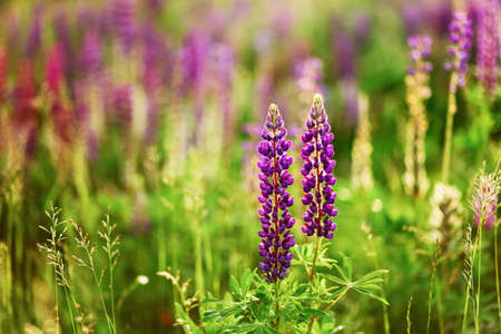 The Beautiful flowers a lupins in nature.の写真素材