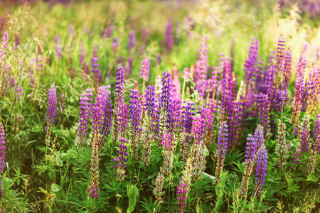 The Beautiful flowers a lupins in nature.の写真素材