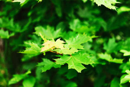 The Maple leaves on a tree closeup.の写真素材