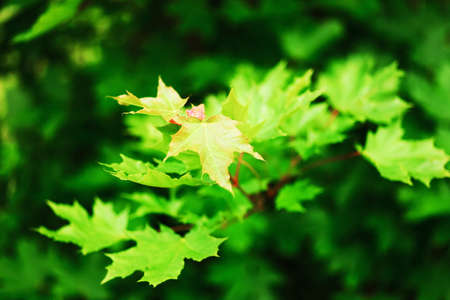 The Maple leaves on a tree closeup.の写真素材