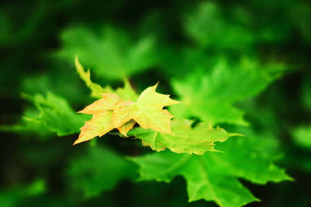 The Maple leaves on a tree closeup.の写真素材