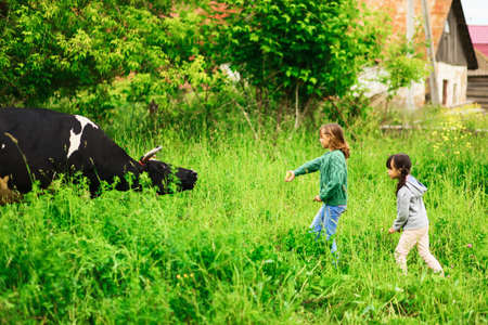 Children playing with a cow in the village.の写真素材