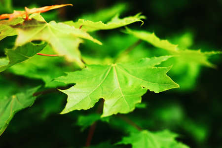 The Maple leaves on a tree closeup.の写真素材