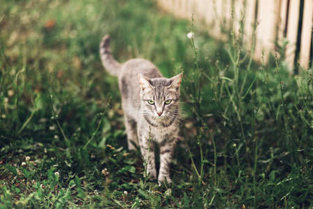 The small cat resting in the yard.の写真素材
