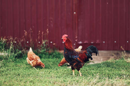 Rooster with chickens grazing in the yard.