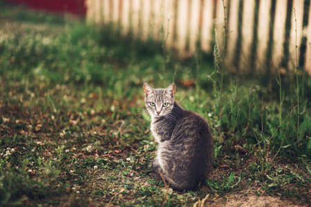 The small cat resting in the yard.の写真素材