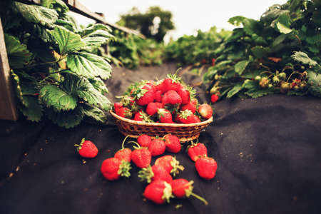 The Beautiful and ripe strawberries close up.の写真素材