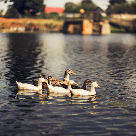 The family of ducks swim in the pond.の写真素材