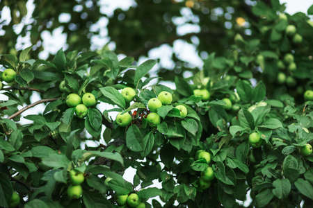 Green Apple in the garden on tree.の写真素材