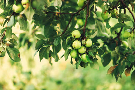 Green and juicy apples on the trees.の写真素材
