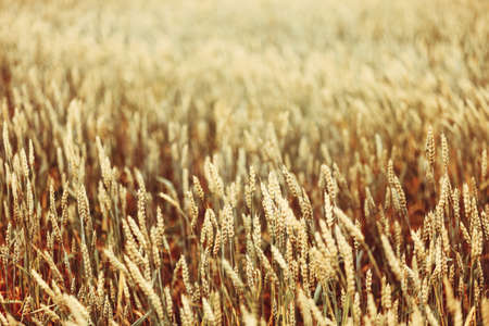 The field of golden rye close up.の写真素材