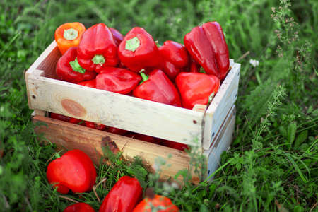 The yield of red pepper in boxes.の写真素材