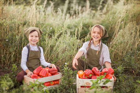 The children gather harvest of red pepper.の写真素材
