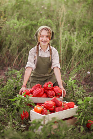 The children gather harvest of red pepper.の写真素材