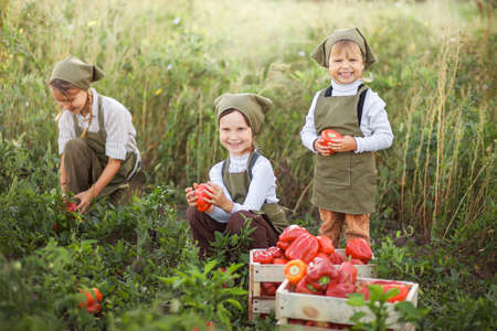 The children gather harvest of red pepper.の写真素材