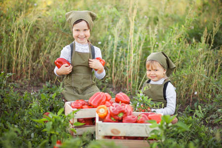 The children gather harvest of red pepper.の写真素材