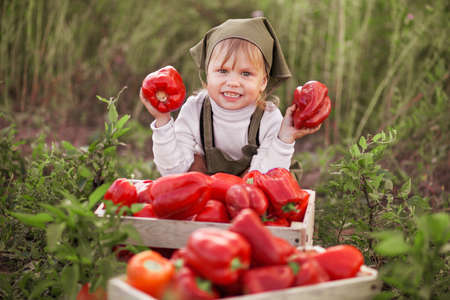 The children gather harvest of red pepper.の写真素材