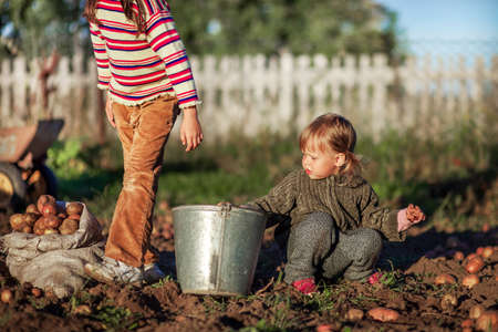 The Children dig up the potato crop.の写真素材