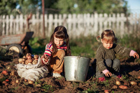 The Children dig up the potato crop.の写真素材
