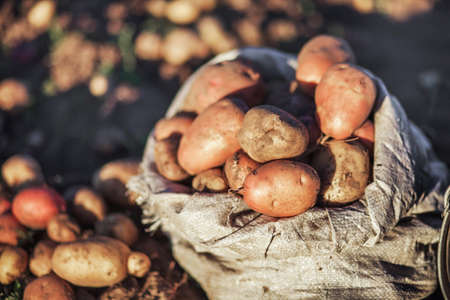 A good crop of potatoes close up.の写真素材