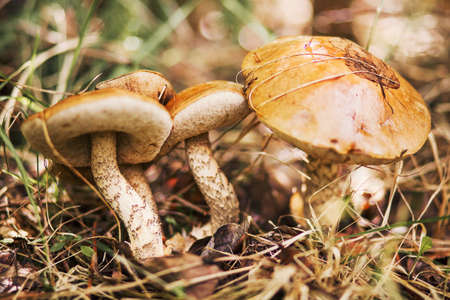 The Beautiful mushrooms grow in the forest.の写真素材