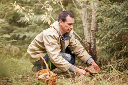 Young woman gathers mushrooms in the forest.の写真素材