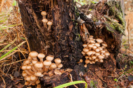 The Beautiful and different mushrooms in nature.の写真素材