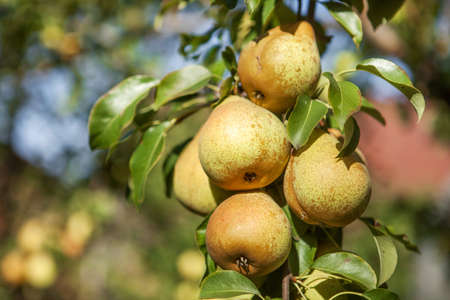 Juicy green pears hanging on the tree.の写真素材
