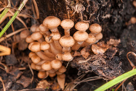 The Beautiful and different mushrooms in nature.