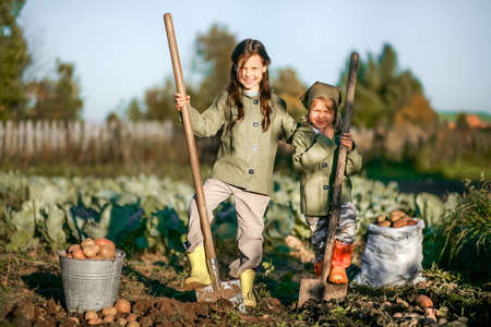 The Children on the harvest of potatoes.の写真素材