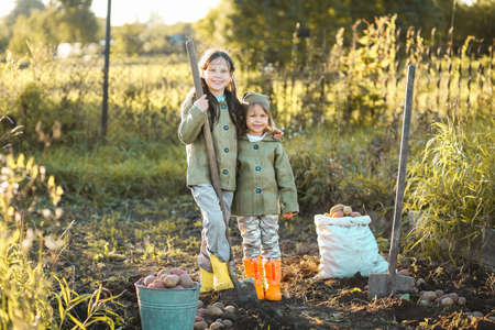 The Children on the harvest of potatoes.の写真素材