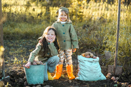 The Children on the harvest of potatoes.の写真素材