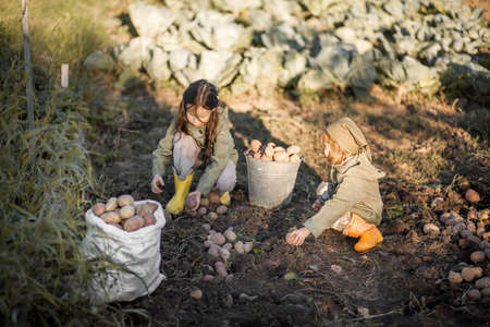 The Children on the harvest of potatoes.の写真素材