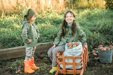 The Children on the harvest of potatoes.の写真素材