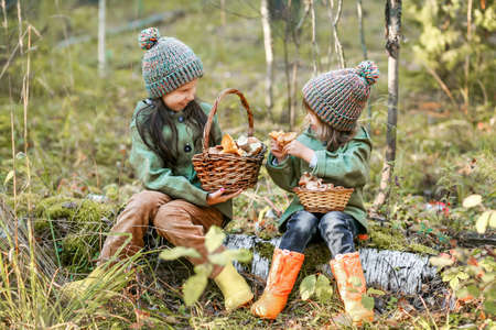 Children walking in the forest and gather mushrooms.の写真素材