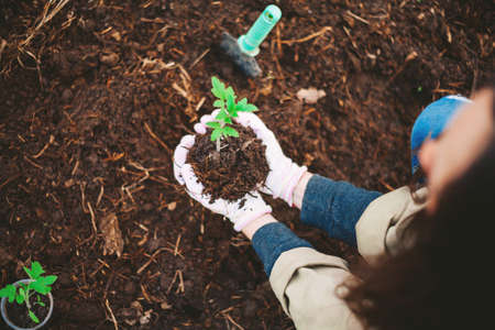 A young woman is planting a tree.の写真素材