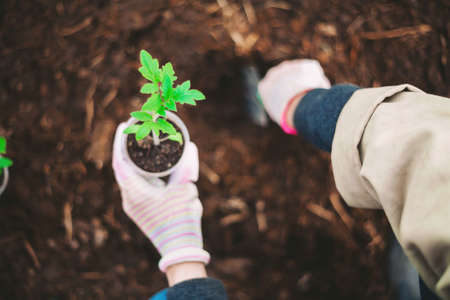 A young woman is planting a tree.の写真素材