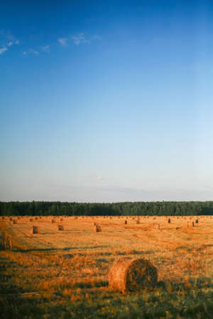 The bale of hay and sun fields.の写真素材