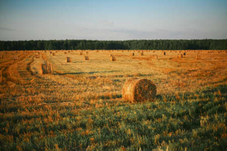 The bale of hay and sun fields.の写真素材