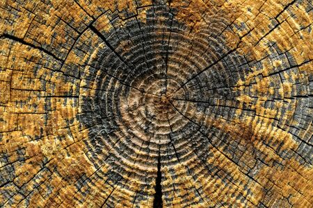 Stump of old tree felled section of the trunk with annual rings Slice wood texture backgroundの写真素材