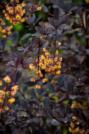 Flowering Thunberg's barberry shrub with red leaves and yellow flowers copy space backgroundの写真素材
