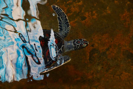 Turtle with red dot shield in the water