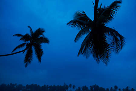 Contrasting palm trees against a bright blue sky.